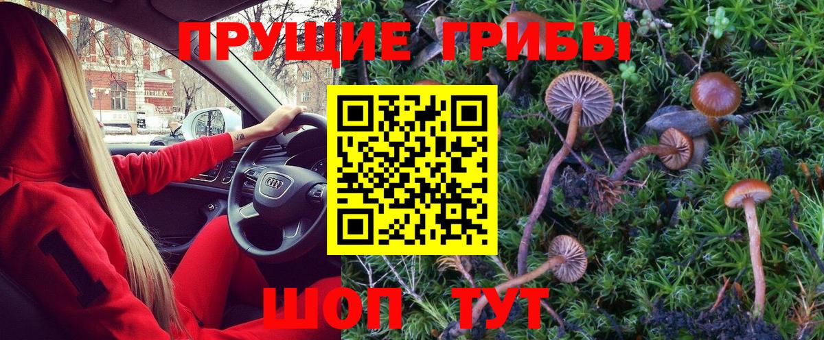 Псилоцибиновые грибы Cubensis Кудымкар